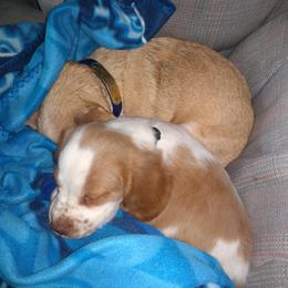 Brittany Puppies from Center Ridge Brittanys