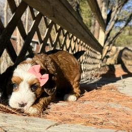 Celie - Sable female Bernedoodle puppy in Wamego, Kansas from Doodles of Oz