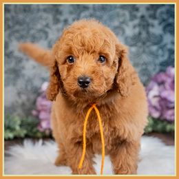 Diego - Red male Cockapoo puppy in Connersville, Indiana from Deaz Doodle Ranch