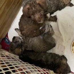Goldendoodle, Schnoodle, and Sheepadoodle Puppies from Dood Ranch