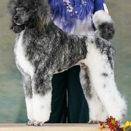 Kai - Poodle