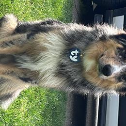 Australian Shepherds and Doberman Pinschers from Resilient Roots k9’s