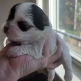 Bentley - Parti female Yorkshire Terrier puppy in San Angelo, Texas from Eleventyseven Yorkies