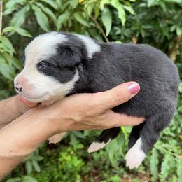 Girl 1 - female Border Collie puppy in Foley, Alabama from Bama Border Collies