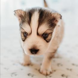 Lakelyn - Silver and white female Pomsky puppy in Mc Callsburg, Iowa from SZ Rolling Acres LLC