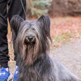 Luna - Skye Terrier