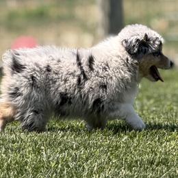 Miniature American Shepherds from Stillwater Ranch Kennel
