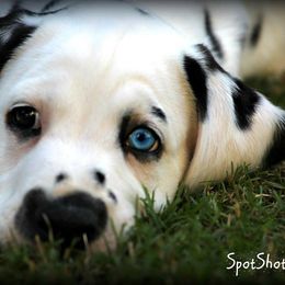 Dalmatian Puppies from Spothaven Dalmatians