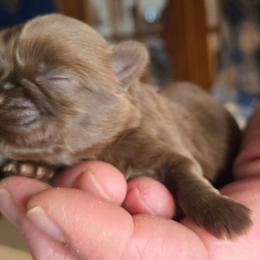 Tiny liver girl - Liver female Shih Tzu puppy in Roanoke, Virginia from Adeline Joys Shih tzus of Roanoke Virginia