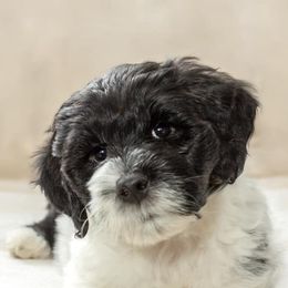 Portuguese Water Dogs from Biddlebrook PWD