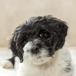 Portuguese Water Dogs from Biddlebrook PWD