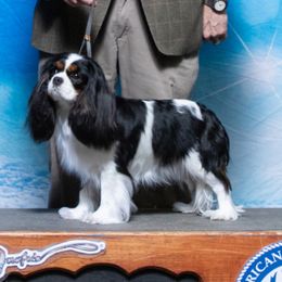 Saphira - Cavalier King Charles Spaniel