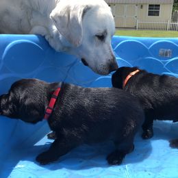 Labrador Retriever Puppies from Southern Tails Labradors