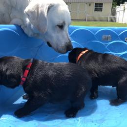 Labrador Retriever Puppies from Southern Tails Labradors