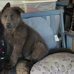 Blue male 3 - Blue male German Shepherd puppy in Montalba, Texas from LM German Shepherd Dogs