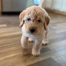 Cider - Cream male Goldendoodle puppy in Beech Bluff, Tennessee from White Oak Kennel