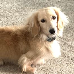 Armani - Dachshund