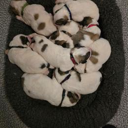 AILISH- hot pink collar - White and badger female Great Pyrenees puppy in Mikado, Michigan from Brittain Family Farm