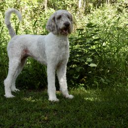 Goldendoodle Puppies from Golden Creek Doodles