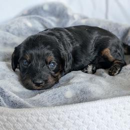 Autumn - Black and tan female Cavapoo puppy in Casa, Arkansas from Blue Diamond Puppies