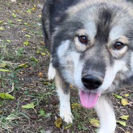 Halo - Siberian Husky