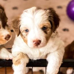 Miniature Australian Shepherds and Toy Australian Shepherds from Circle T Mini Aussies