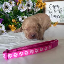 Pink - Yellow female Labrador Retriever puppy in Newton Grove, North Carolina from Wayalife Labradors & Gsp’s