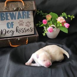 Meringue - White male Pomeranian puppy in Newport News, Virginia from Itty Bitty Poms