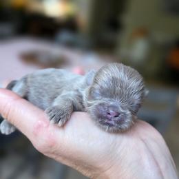 Joey - Lilac male Shih Tzu puppy in Lancaster, Ohio from Wandering Tzu