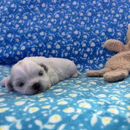 Girl 2 - Gold and white female Shih Tzu puppy in Tampa, Florida from Sarayas Shih Tzus