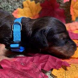 Grady - Red male Dachshund puppy in Rhode Island from FOSTERS FRENCHIES and DACHSHUNDS