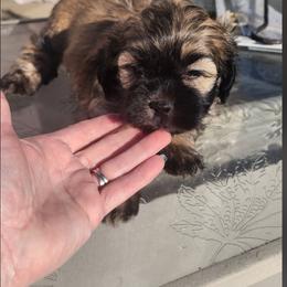 Cocoa - Brown male Shichon puppy in Imperial, Missouri from Shichon Teddybear  puppies of Miss
