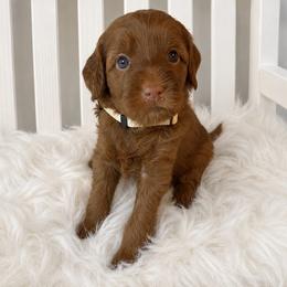 Summer - White Collar - Red  female Goldendoodle puppy in Huntsville, Alabama from Falcon Ridge Doodles