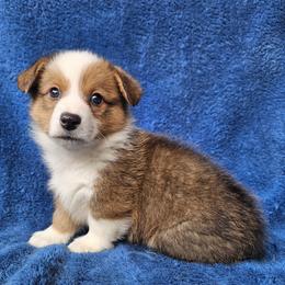 Abu - Red male Pembroke Welsh Corgi puppy in Castle Rock, Washington from Heckman Corgis