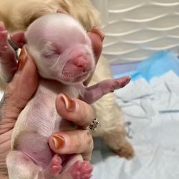 Emerald - Cream and white female Shih Tzu puppy in Manahawkin, New Jersey from Lilly’s Seashore Shih Tzus