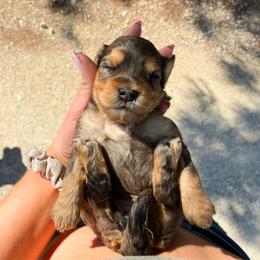 Lola F1b  (choc carrier) - Merle female Cavapoo puppy in Wamego, Kansas from Doodles of Oz