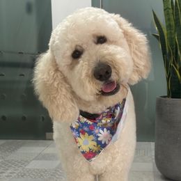 Nina - Goldendoodle