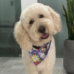 Nina - Goldendoodle