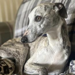 Whippet puppies from Shannon Whippets