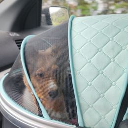 Shetland Sheepdog Puppies from DK'S Sassy River Shelties