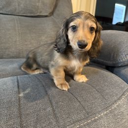 M&m - Dachshund puppy from Doxie_pupps