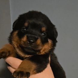 Pink Girl 1 - Black and mahogany female Rottweiler puppy in Shepherdsville, Kentucky from Rottie Squad Kennel