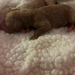 Shepherd - Red  male Goldendoodle puppy in Lillington, North Carolina from Peace, Love, and Puppies at the Creek