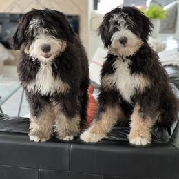 Bernedoodle, Bernese Mountain Dog, and Poodle Puppies from NJ Bernedoodles