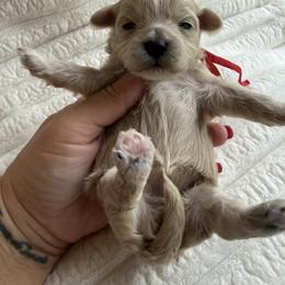 America ( red collar) - Apricot female Maltipoo puppy in Fredericktown, Missouri from Doodle Pups Fur-Ever