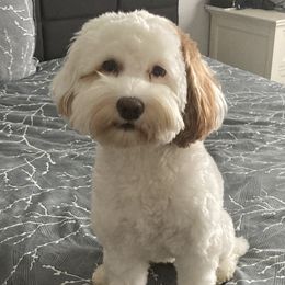 Evie - Australian Labradoodle