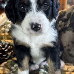 Tex - Black & white male Toy Australian Shepherd puppy in La Grande, Oregon from Larsen's Toy Aussies