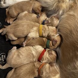 Golden Retriever puppies from Coyote Creek Farm and Kennel