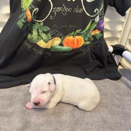 Eowyn - White and black female Dalmatian puppy in Conroe, Texas from Saint Rocco's Dalmatians