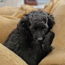 Poppy - Black and white female Cockapoo puppy in Dayton, Ohio from L&L Cockapoos